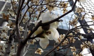 谁知道这首歌的歌名.有一句歌词是花自漂零,水自流 花自飘零水自流歌词