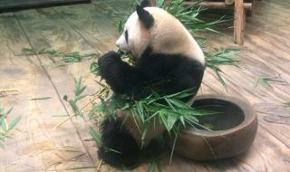 深圳野生动物园哪些需要付费 深圳野生动物园攻略