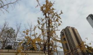 重庆市巴蜀小学 重庆市巴蜀小学