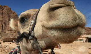 骆驼有几层眼睫毛? 骆驼有几层眼睫毛?