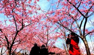 上海樱花几月份开得最盛 上海顾村公园樱花节
