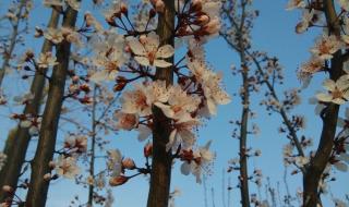 樱花树红色 樱花树红色