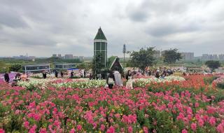 音乐百花谷 音乐百花谷