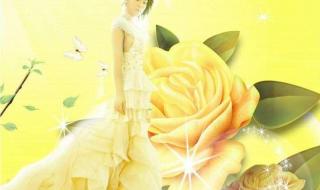 黄玫瑰黄灿 黄玫瑰黄灿