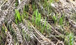 2022年小麦种子多少钱一斤 新小麦多少钱一斤