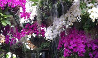 上海辰山植物园的特色 上海辰山植物园地址