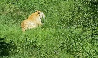 2020年重庆禁养野生动物名单 重庆野生动物世界