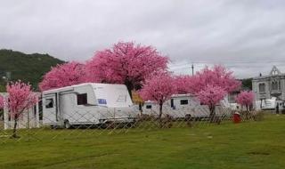 深圳南澳哪有露营的地方（大概地址） 深圳露营地点推荐
